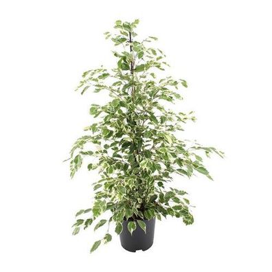 Ficus benjamina Dämmerung - Ø21cm - ?95cm