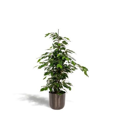 Ficus benjamina Danielle - Ø21cm - ?95cm + Topf Mayk Blei