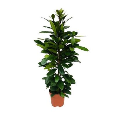 Ficus Cyathistipula - Ø21cm - ?105cm