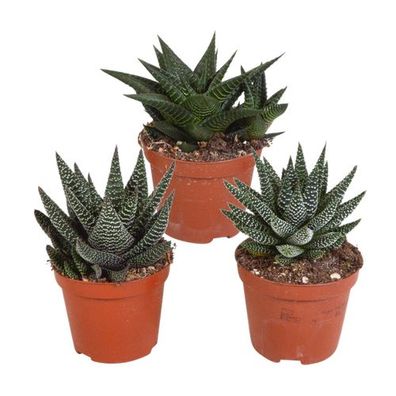 Gasteria/Haworthia-Mischung 8,5cm - 3x - zonder Topf