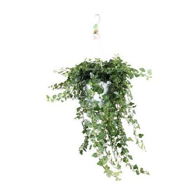 Hedera Wonder Green - Ø24cm - ?70cm - Ø24 - ?70cm