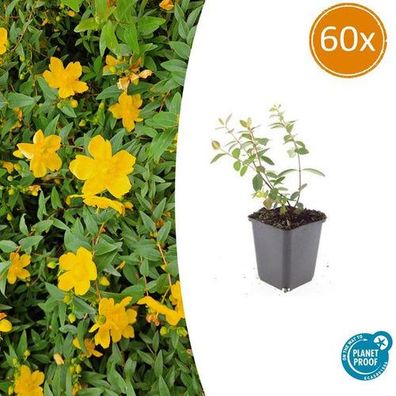 Hypericum dummeri 'Peter Dummer' - ?10-25cm - Ø9cm - 60x