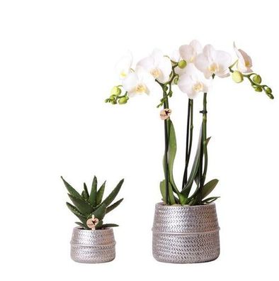 Kolibri Company - Pflanzenset Groove silber | Set mit weißer Phalaenopsis Orchidee Am