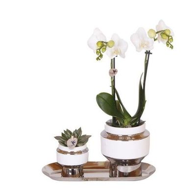 Kolibri Company - Set aus weißer Orchidee und Sukkulente auf Silbertablett - frisch v