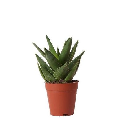 Kolibri Greens | Grüne Pflanze - Sukkulente Aloe Brevifolia - Topf Ø9cm - grüne Zimme