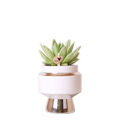 Kolibri Greens | Grünpflanze - Sukkulente Echeveria Miranda im Le Chic Topf silber -