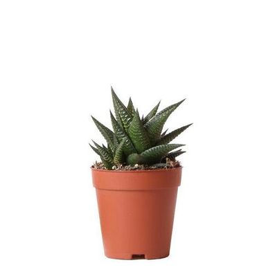 Kolibri Greens | Grünpflanze - Sukkulente Haworthia Limifolia - Topfgröße Ø9cm - grün