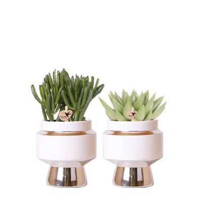 Kolibri Greens | Rhipsalis 2er Set Pflanzen in silbernen Le Chic Ziertöpfen - Keramik