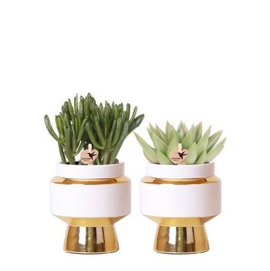 Kolibri Greens | Succulenten Satz von 2 Pflanzen in Gold Le Chic dekorative Töpfe - K