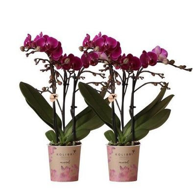 Kolibri Orchideen | COMBI DEAL von 2 fliederfarbenen Phalaenopsis Orchideen - Morelia