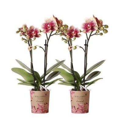 Kolibri Orchideen | COMBI DEAL von 2 gelben roten Phalaenopsis-Orchideen - Spanien