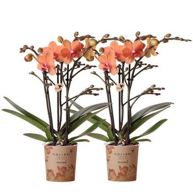 Kolibri Orchideen | COMBI DEAL von 2 orange Phalaenopsis Orchideen - Bozen - Topfgröß