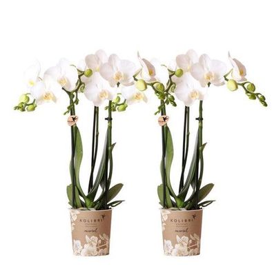 Kolibri Orchideen | COMBI DEAL von 2 weißen Phalaenopsis Orchideen - Amabilis - Topfg