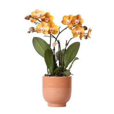 Kolibri Orchideen | Orange Phalaenopsis orchid Las Vegas im cognacfarbenen glasierten