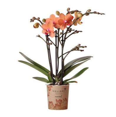 Kolibri Orchideen | Orange Phalaenopsis Orchidee - Mineral Bolzano - Topfgröße Ø9cm |