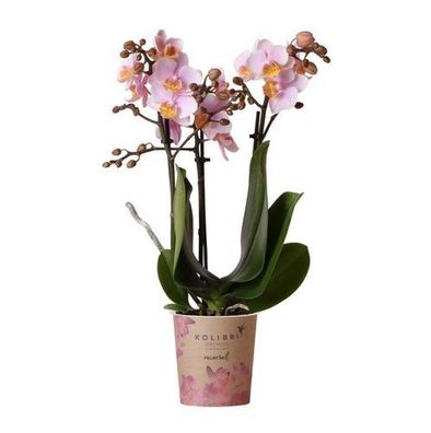 Kolibri Orchideen | Rosa Phalaenopsis Orchidee - Andorra - Topfgröße Ø9cm | blühende