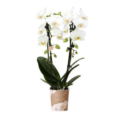 Kolibri Orchideen | Weiße Phalaenopsis-Orchidee - Niagara Fall - Topfgröße Ø9cm | Blü