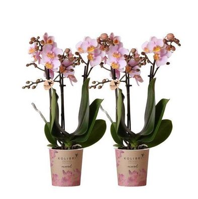 Kolibri Orchids | COMBI DEAL von 2 Rosa Phalaenopsis Orchideen - Andorra - Topfgröße