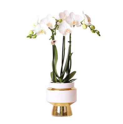 Kolibri Orchids | Weiße Phalaenopsis Orchidee - Amabilis + Le Chic dekorativer Topf g