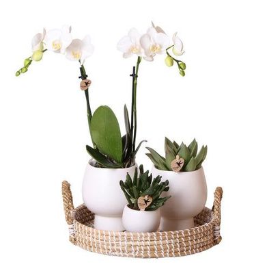 Komplettes Pflanzenset Scandic weiß | Grünes Pflanzenset mit weißer Phalaenopsis Orch