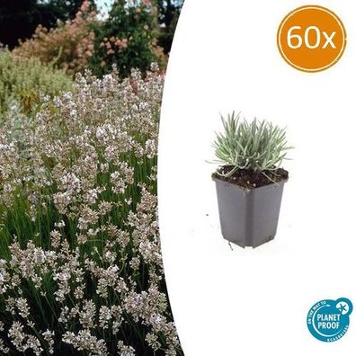 Lavandula int. 'Edelweiß' - ?10-25cm - Ø9cm - 60x