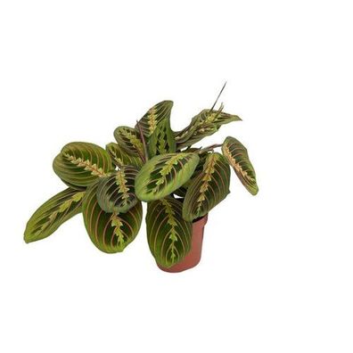 Maranta Fascinator (Pfeilwurz) - Ø12cm - ?20cm