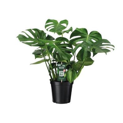 Monstera Deliciosa - Ø21cm - ?65cm