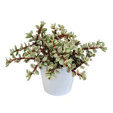 Portulacaria afra Variegata 10,5cm - im weißen Topf