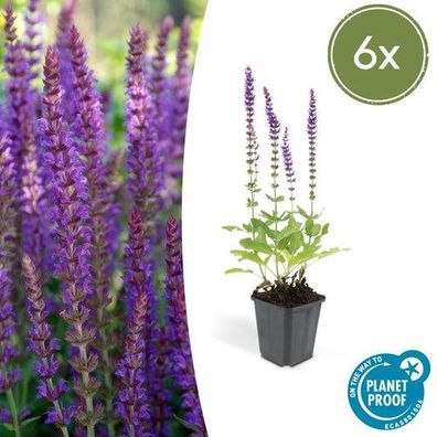 Salvia nem. 'Ostfriesland' - ?10-25cm - Ø9cm - 6x