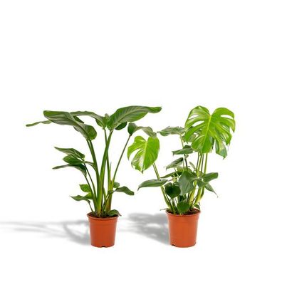 Strelitzia Nicolai - Ø19cm - ?85cm + Monstera Deliciosa - Ø21cm - ?75cm