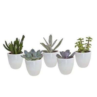 Vetplanten Mischung 5,5 cm - 5x - im weißen Topf