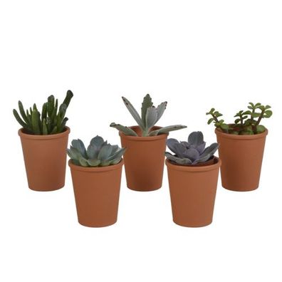 Vetplanten-Mischung 5,5 cm - 5x - im Terrakotta-Topf