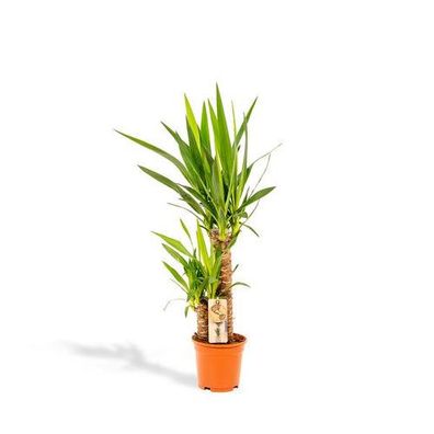 Yucca - Ø17cm - ?90cm