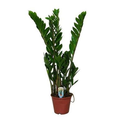 Zamioculcas Zamiifolia - Ø14cm - ?50cm