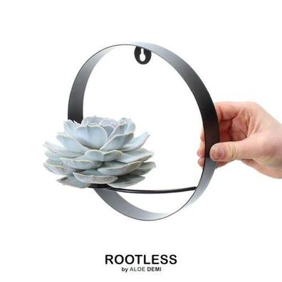 Rootless Sukkulente Echeveria Lilacina auf Wanddeko Ring schwarz Ø20 cm - ?20 cm