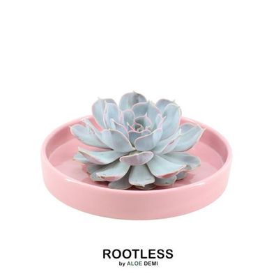 Rootless Sukkulente Echeveria Lilacina im Schiefer 'Rosa' Ø20 cm - ?5 cm