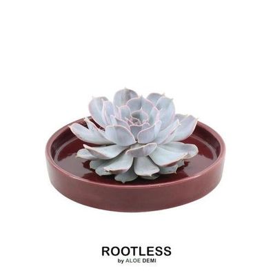 Rootless Sukkulente Echeveria Lilacina in Schale 'rot' Ø20 cm - ?5 cm