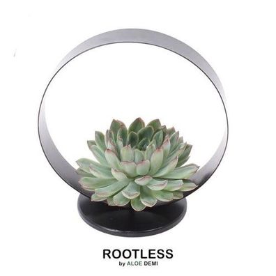 Rootless Sukkulente Echeveria Pulidonis auf Deko Tischstandard Ø20 cm - ?20 cm