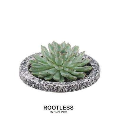 Rootless Sukkulente Echeveria Pulidonis in Schale 'Concrete' Ø20 cm - ?5 cm