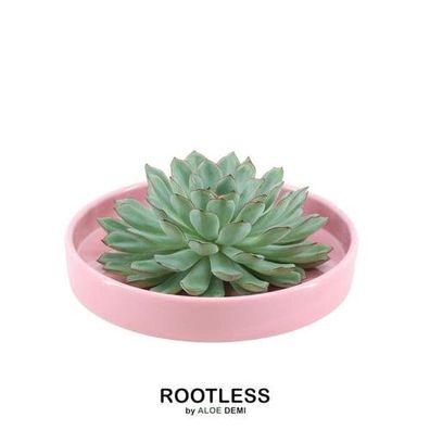 Rootless Sukkulente Echeveria Pulidonis in Schale 'rosa' Ø20 cm - ?5 cm