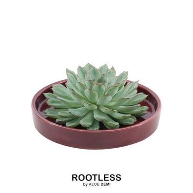 Rootless Sukkulente Echeveria Pulidonis in Schale 'rot' Ø20 cm - ?5 cm