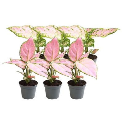 6x Aglaonema Mix