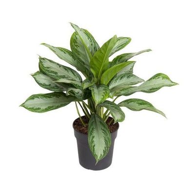 Aglaonema Cutlass - Ø19cm - ?60cm