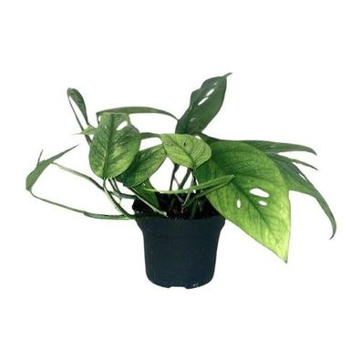 Epipremnum Cebu Blau - Ø12cm - ?20cm