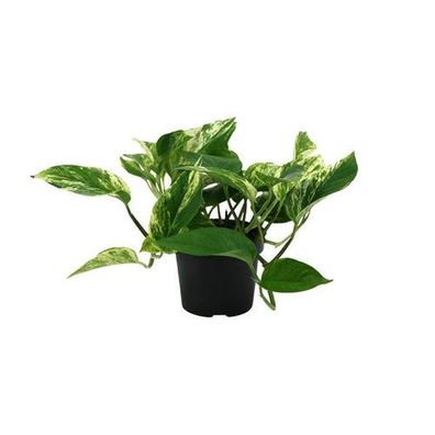 Epipremnum Marmorkönigin - Ø12cm - ?25cm