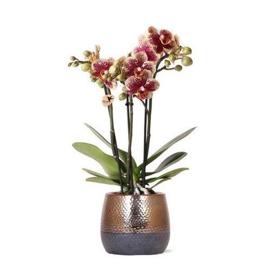 Kolibri Orchideen | gelb rote Phalaenopsis Orchidee - Spanien + Elite Ziertopf Kupfer