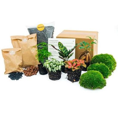 Pflanzenterrarium Set - Lancifolia - Bonsai - Spargel - 5 Pflanzen - Nachfüllpackung