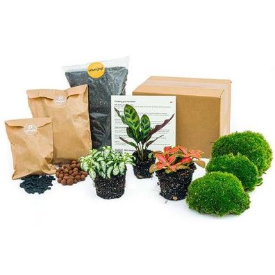 Pflanzenterrarium-Set Calathea Lancifolia - Nachfüllpackung & Starter-Kit- DIY