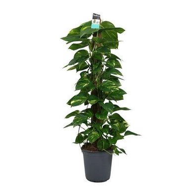 Scindapsus (Epipremnum) - Ø24cm - ?120cm