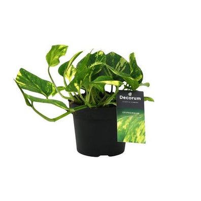 Scindapsus (Epipremnum) N'joy Gold - Ø12cm - ?25cm